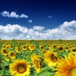 Summer - The Time of Growth Before the Harvest  -  A Poem by Willliam D. May
